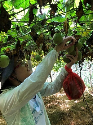 广西食药检所开展“桂十味”道地药材质量标准研究